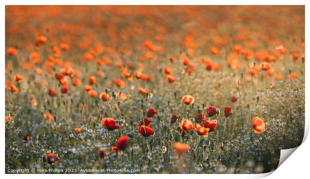 Poppy meadow Print by Mike Phillips