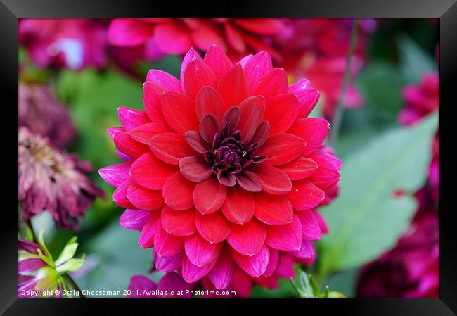 Pink and purple flower Framed Print by Craig Cheeseman