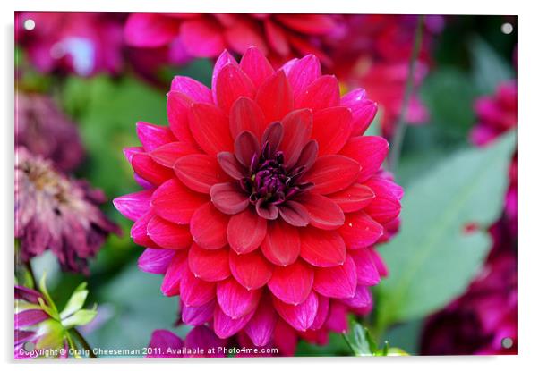 Pink and purple flower Acrylic by Craig Cheeseman