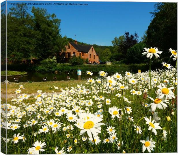 Outdoor field full of Wild daisy Canvas Print by Mark Chesters