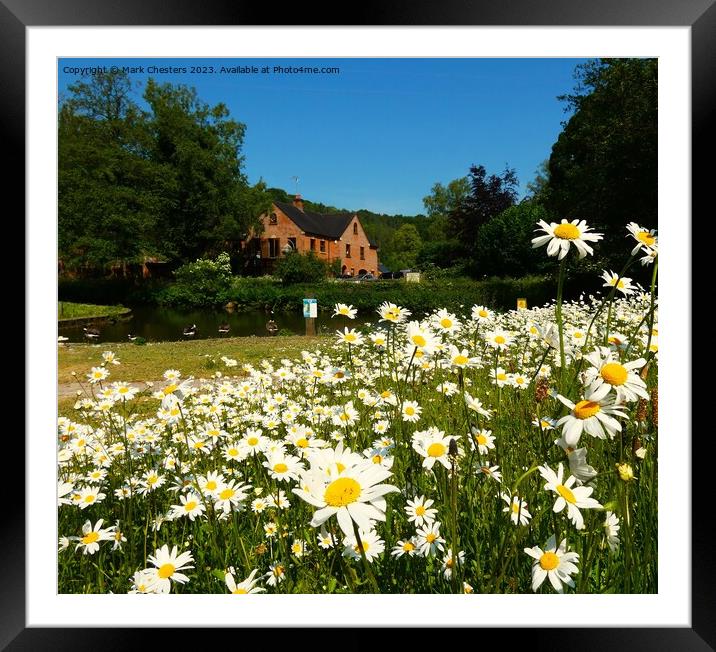 Outdoor field full of Wild daisy Framed Mounted Print by Mark Chesters