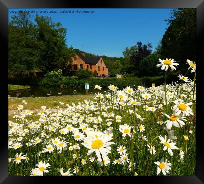 Outdoor field full of Wild daisy Framed Print by Mark Chesters