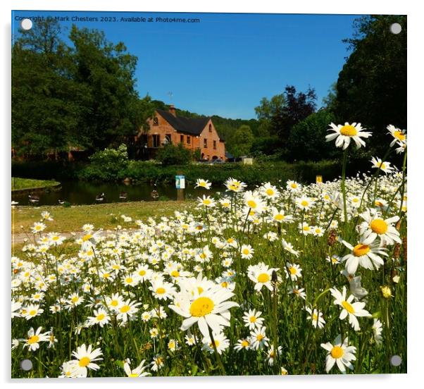 Outdoor field full of Wild daisy Acrylic by Mark Chesters