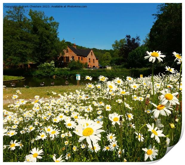 Outdoor field full of Wild daisy Print by Mark Chesters