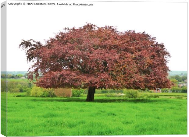Red oak tree Canvas Print by Mark Chesters