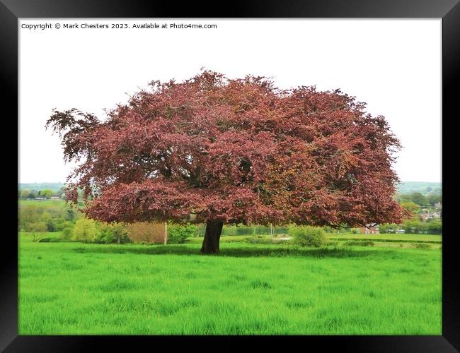 Red oak tree Framed Print by Mark Chesters