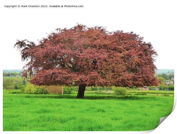 Red oak tree Print by Mark Chesters