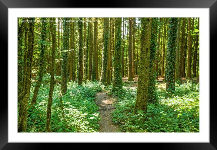 Summer's Day at Tyn y Coed Woods near Cardiff Framed Mounted Print by Nick Jenkins
