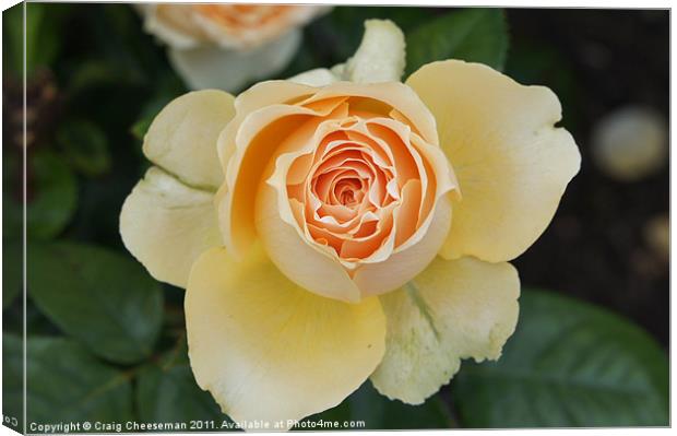 Blossoming rose Canvas Print by Craig Cheeseman