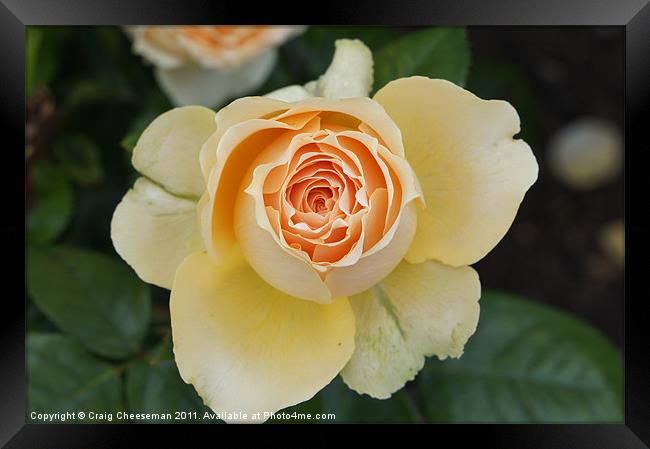 Blossoming rose Framed Print by Craig Cheeseman