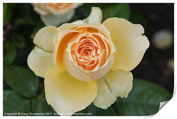 Blossoming rose Print by Craig Cheeseman