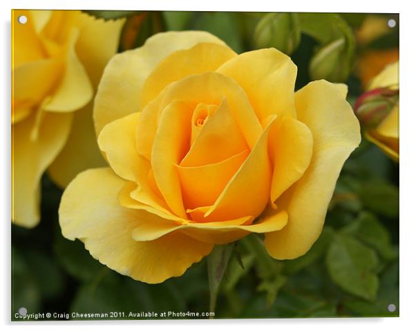 Yellow rose Acrylic by Craig Cheeseman