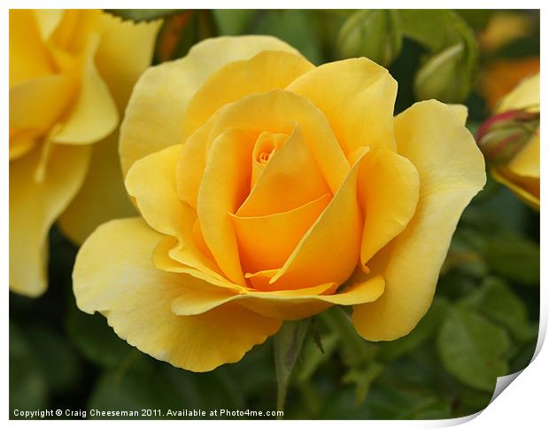 Yellow rose Print by Craig Cheeseman