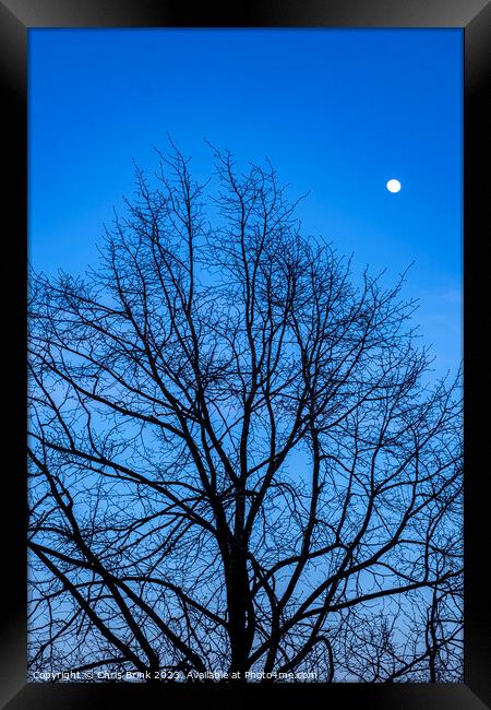 Bare tree at dusk with full moon Framed Print by Chris Brink