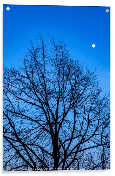 Bare tree at dusk with full moon Acrylic by Chris Brink