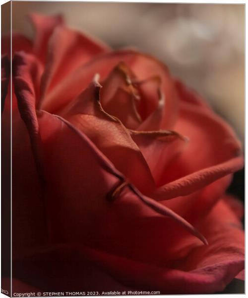 Dark Pink Rose Canvas Print by STEPHEN THOMAS