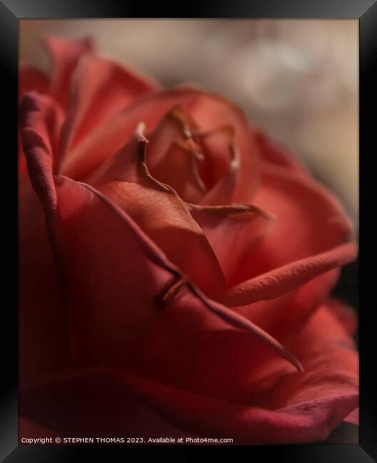Dark Pink Rose Framed Print by STEPHEN THOMAS