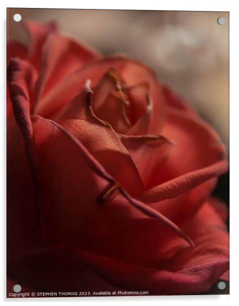 Dark Pink Rose Acrylic by STEPHEN THOMAS