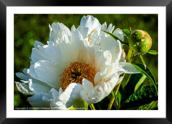 Paeonia Emodi Flower and Bud Framed Mounted Print by STEPHEN THOMAS