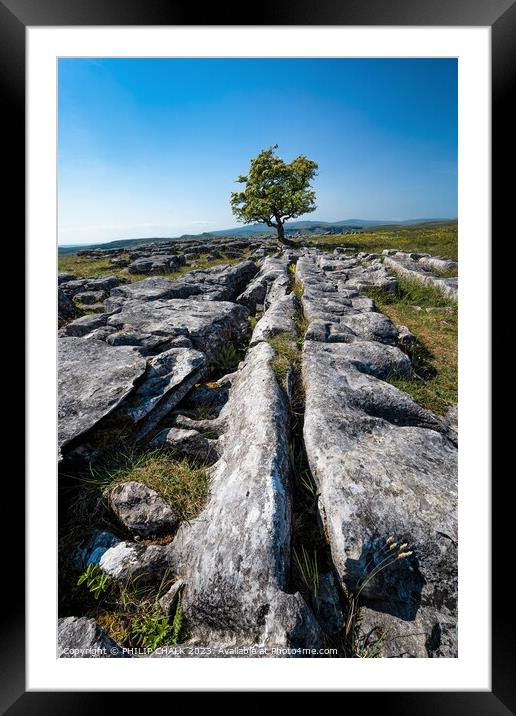 Lone tree in limestone 903  Framed Mounted Print by PHILIP CHALK
