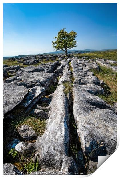 Lone tree in limestone 903  Print by PHILIP CHALK