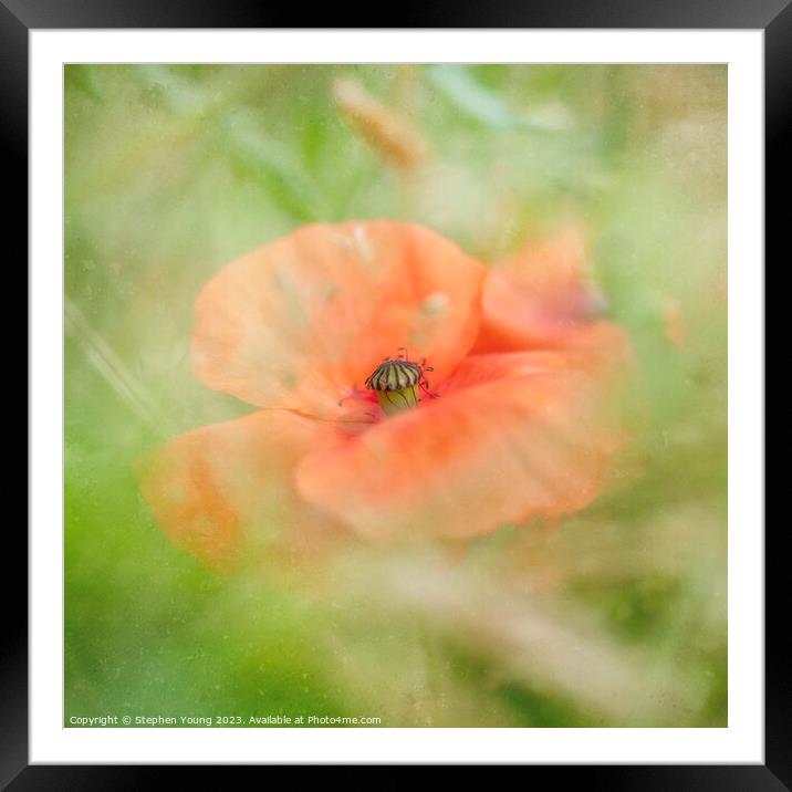 Poppy in Cornfield Framed Mounted Print by Stephen Young