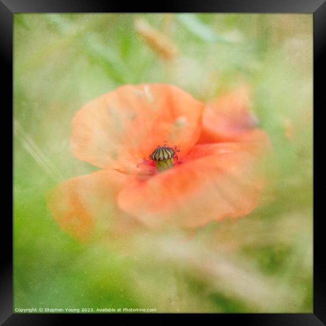 Poppy in Cornfield Framed Print by Stephen Young