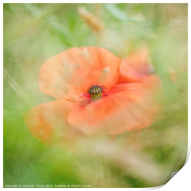 Poppy in Cornfield Print by Stephen Young