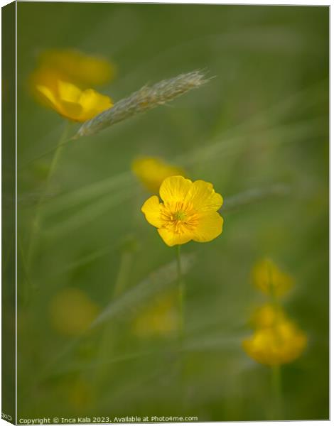Ethereal Meadow Buttercup Canvas Print by Inca Kala