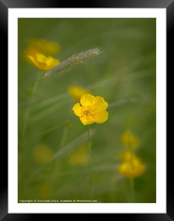 Ethereal Meadow Buttercup Framed Mounted Print by Inca Kala