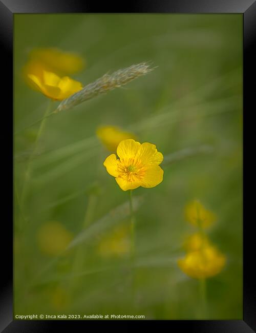Ethereal Meadow Buttercup Framed Print by Inca Kala
