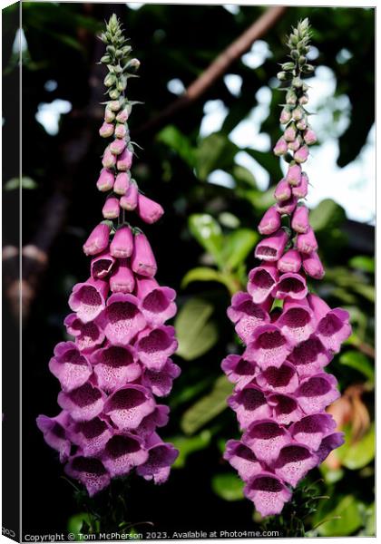 Enchanting Foxgloves Under the Spell of Nature Canvas Print by Tom McPherson