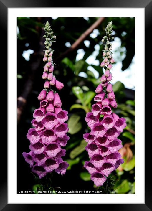 Enchanting Foxgloves Under the Spell of Nature Framed Mounted Print by Tom McPherson