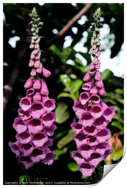Enchanting Foxgloves Under the Spell of Nature Print by Tom McPherson