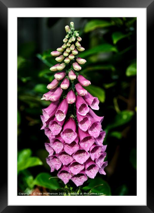 Enchanting Dangers: Foxgloves Revealed Framed Mounted Print by Tom McPherson