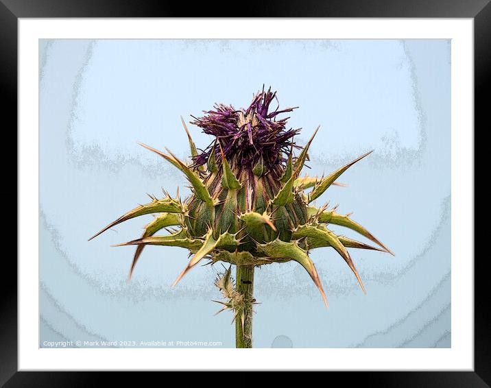 Thistle Flower, Framed Mounted Print by Mark Ward