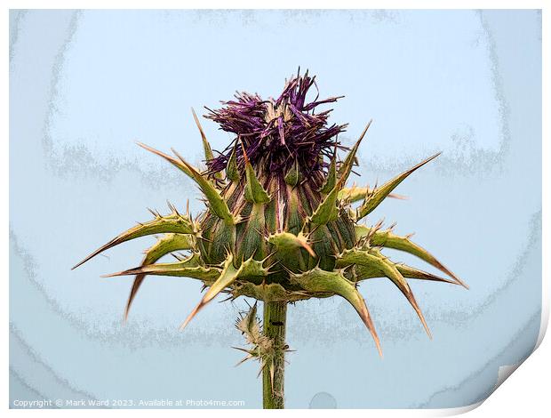 Thistle Flower, Print by Mark Ward