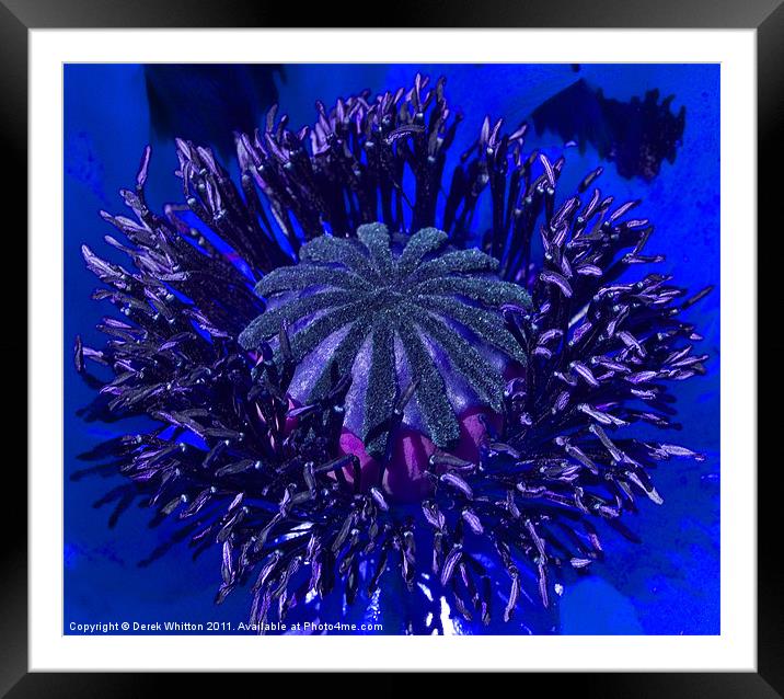 Blue Poppy Framed Mounted Print by Derek Whitton