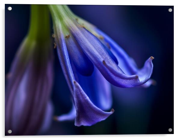 Bluebell Closeup Acrylic by Steve Smith
