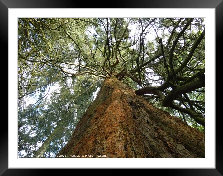 looking up at a beautiful tree canopy. Framed Mounted Print by Mark Chesters