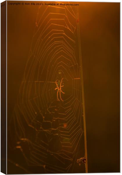 The Golden Arachnid Canvas Print by Ron Ella