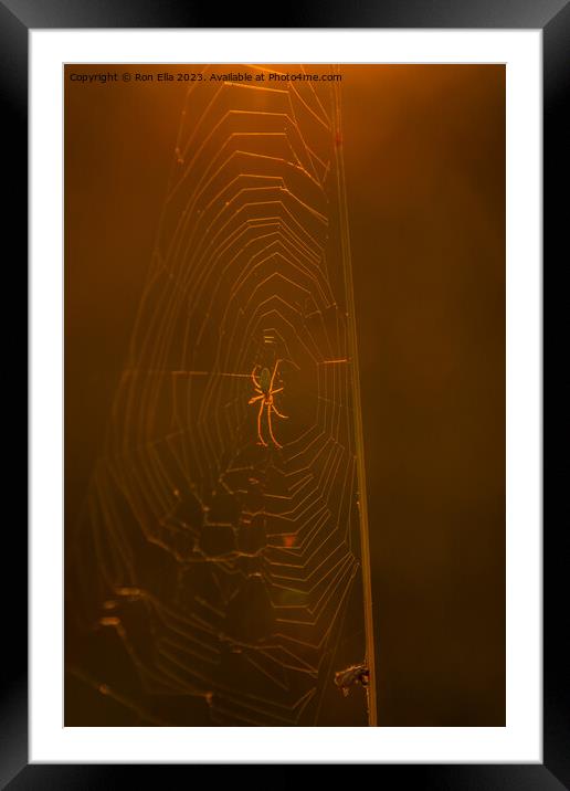 The Golden Arachnid Framed Mounted Print by Ron Ella