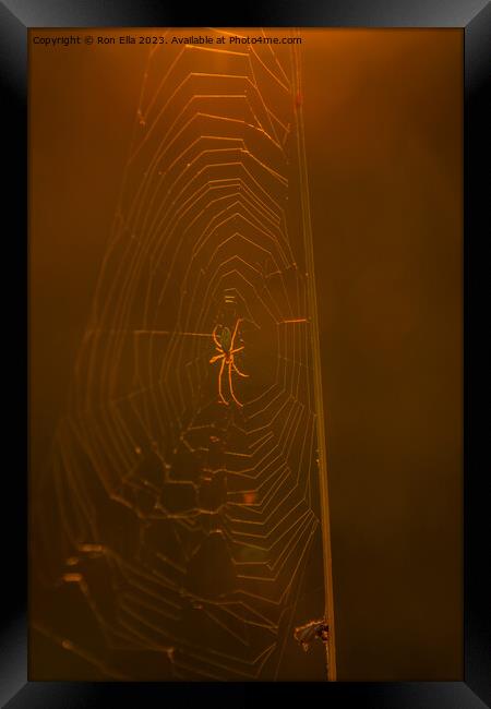 The Golden Arachnid Framed Print by Ron Ella