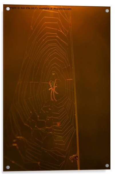 The Golden Arachnid Acrylic by Ron Ella