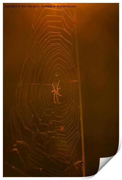 The Golden Arachnid Print by Ron Ella