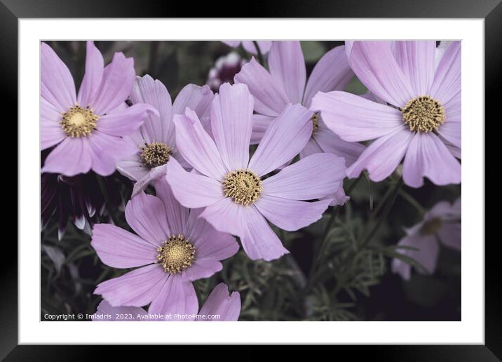 Pale Pink Cosmos Flowers  Framed Mounted Print by Imladris 