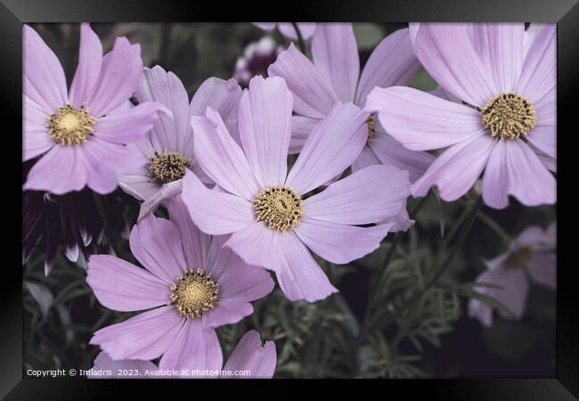 Pale Pink Cosmos Flowers  Framed Print by Imladris 