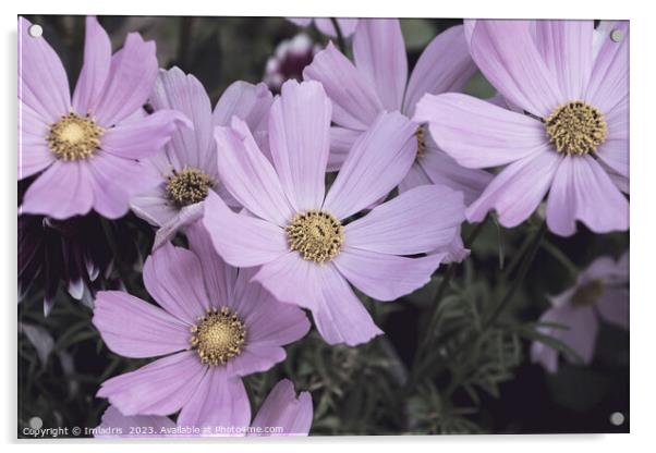 Pale Pink Cosmos Flowers  Acrylic by Imladris 