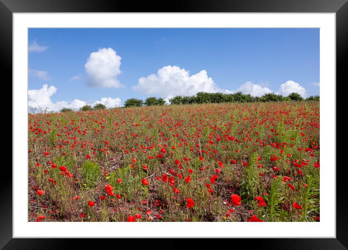 English Poppy Field Framed Mounted Print by Apollo Aerial Photography