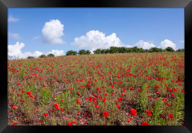 English Poppy Field Framed Print by Apollo Aerial Photography